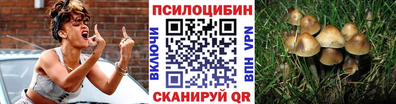 Псилоцибиновые грибы Psilocybe  Бугульма 